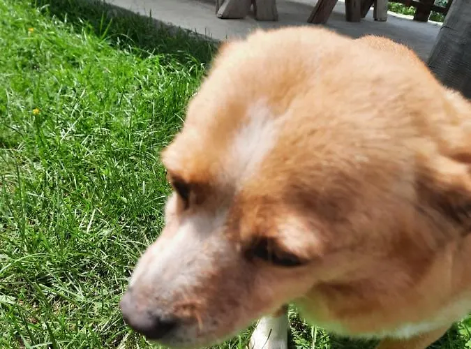 Affittacamere Gjelaj Theth