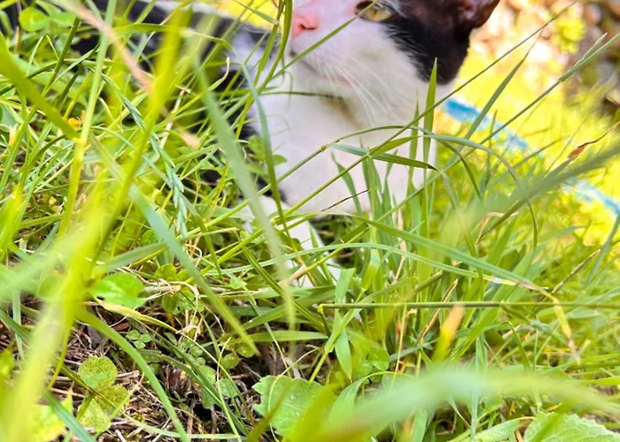 Affittacamere Gjelaj