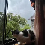 Gjelaj * 세스