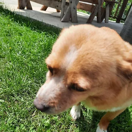 Πανσιόν Gjelaj Theth